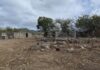 163rd Anniversary of the Abolition of Slavery to be commemorated at the Belvedere Plantation