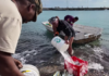 BHRO STATEMENT: MASBANGO FISHERMEN AND BONAIRE’S PEOPLES RIGHTS