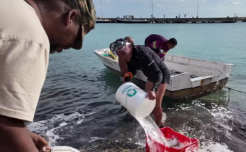 BHRO STATEMENT: MASBANGO FISHERMEN AND BONAIRE’S PEOPLES RIGHTS