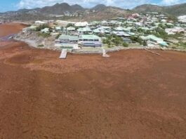 Seasonal Sargassum Seaweed Present in Coastal Areas. CPS Urges Community to Continue to take Health Precautions