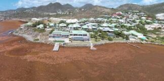 Seasonal Sargassum Seaweed Present in Coastal Areas. CPS Urges Community to Continue to take Health Precautions
