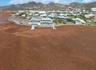 Seasonal Sargassum Seaweed Present in Coastal Areas. CPS Urges Community to Continue to take Health Precautions
