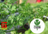 CARDI Launches Inaugural Agricultural Research and Innovation Symposium to Advance Regional Food Security and Climate Resilience