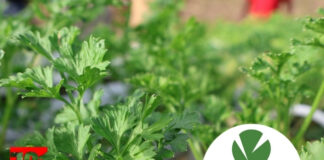 CARDI Launches Inaugural Agricultural Research and Innovation Symposium to Advance Regional Food Security and Climate Resilience