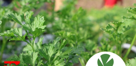 CARDI Launches Inaugural Agricultural Research and Innovation Symposium to Advance Regional Food Security and Climate Resilience
