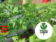 CARDI Launches Inaugural Agricultural Research and Innovation Symposium to Advance Regional Food Security and Climate Resilience