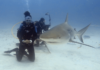 Sint Maarten Waters Recognized as an Important Shark and Ray Area Under IUCN Global Standard