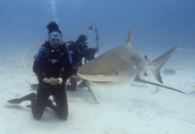 Sint Maarten Waters Recognized as an Important Shark and Ray Area Under IUCN Global Standard