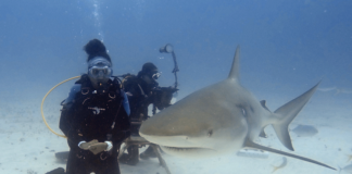 Sint Maarten Waters Recognized as an Important Shark and Ray Area Under IUCN Global Standard