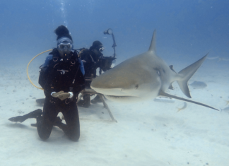 Sint Maarten Waters Recognized as an Important Shark and Ray Area Under IUCN Global Standard