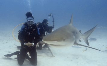 Sint Maarten Waters Recognized as an Important Shark and Ray Area Under IUCN Global Standard