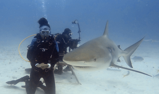 Sint Maarten Waters Recognized as an Important Shark and Ray Area Under IUCN Global Standard