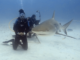 Sint Maarten Waters Recognized as an Important Shark and Ray Area Under IUCN Global Standard