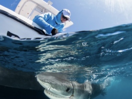 Premios Verdes Recognizes Caribbean Marine Conservation Initiative Among Regional Projects Advancing Environmental and Social Impact