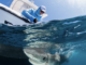 Premios Verdes Recognizes Caribbean Marine Conservation Initiative Among Regional Projects Advancing Environmental and Social Impact