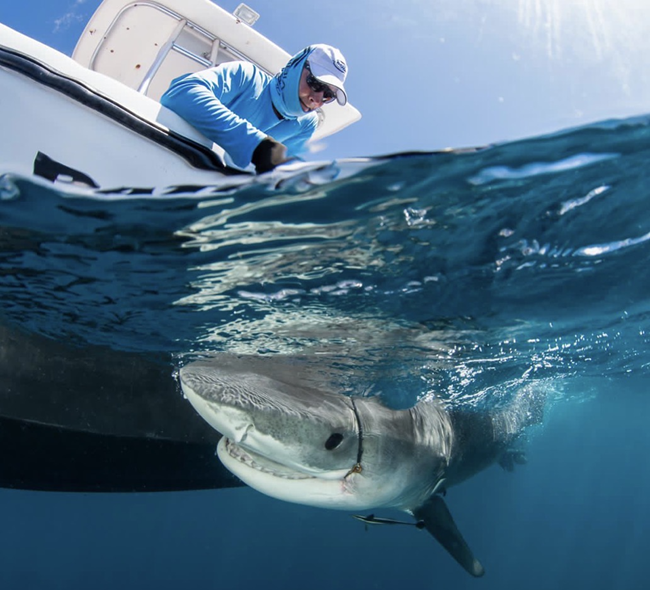 Premios Verdes Recognizes Caribbean Marine Conservation Initiative Among Regional Projects Advancing Environmental and Social Impact