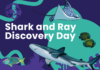 Community invited to celebrate local sharks and rays during festival