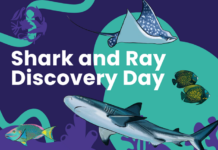 Community invited to celebrate local sharks and rays during festival