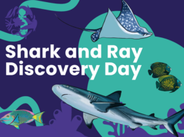 Community invited to celebrate local sharks and rays during festival