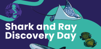 Community invited to celebrate local sharks and rays during festival