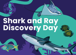Community invited to celebrate local sharks and rays during festival