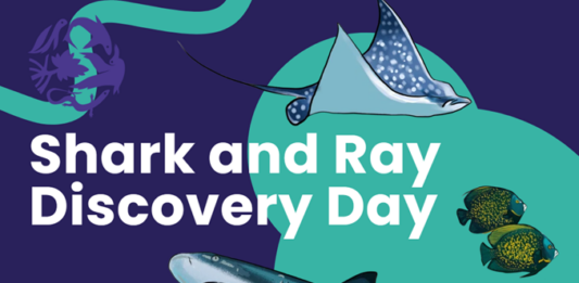 Community invited to celebrate local sharks and rays during festival