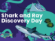 Community invited to celebrate local sharks and rays during festival