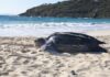Dog attacks, dug-out nests, and selfies: Sint Maarten hopes for a more respectful sea turtle nesting season in 2026
