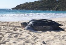 Dog attacks, dug-out nests, and selfies: Sint Maarten hopes for a more respectful sea turtle nesting season in 2026