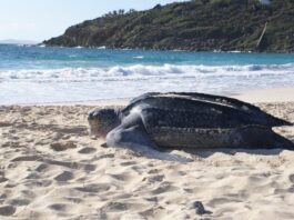Dog attacks, dug-out nests, and selfies: Sint Maarten hopes for a more respectful sea turtle nesting season in 2026