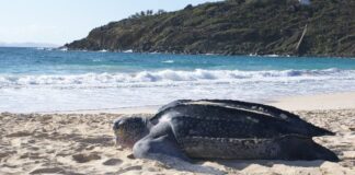 Dog attacks, dug-out nests, and selfies: Sint Maarten hopes for a more respectful sea turtle nesting season in 2026