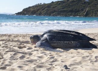 Dog attacks, dug-out nests, and selfies: Sint Maarten hopes for a more respectful sea turtle nesting season in 2026