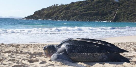 Dog attacks, dug-out nests, and selfies: Sint Maarten hopes for a more respectful sea turtle nesting season in 2026