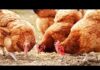 SEDC Opens Registration for Certified Poultry Production and Processing Training Program