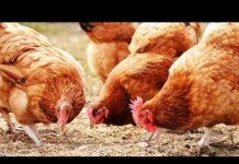 SEDC Opens Registration for Certified Poultry Production and Processing Training Program