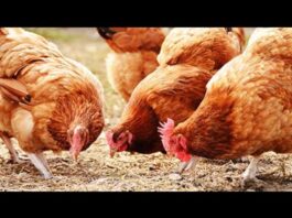 SEDC Opens Registration for Certified Poultry Production and Processing Training Program