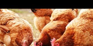 SEDC Opens Registration for Certified Poultry Production and Processing Training Program