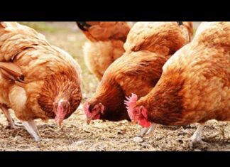 SEDC Opens Registration for Certified Poultry Production and Processing Training Program
