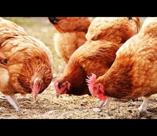 SEDC Opens Registration for Certified Poultry Production and Processing Training Program