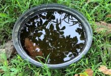 CPS Urges Residents to Eliminate Mosquito Breeding Sites Following Heavy Rainfall
