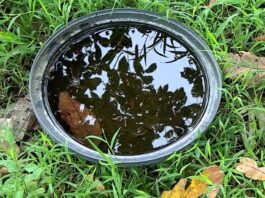 CPS Urges Residents to Eliminate Mosquito Breeding Sites Following Heavy Rainfall