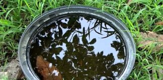 CPS Urges Residents to Eliminate Mosquito Breeding Sites Following Heavy Rainfall