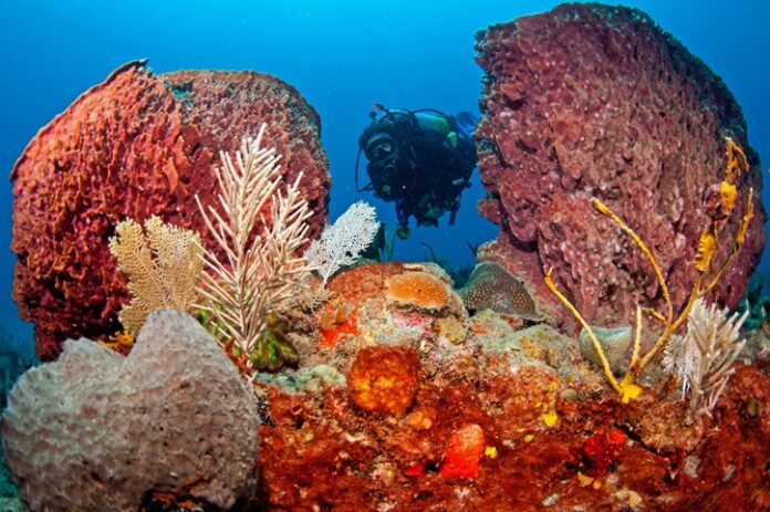 Statia Diving