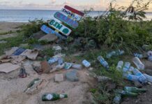 ICC Organisers Raise Concerns Over Littering at Little Bay Beach