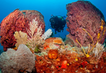 St Eustatius Tourism Targets Dutch Travellers with Travel Diaries Partnership
