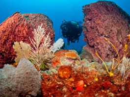 St Eustatius Tourism Targets Dutch Travellers with Travel Diaries Partnership