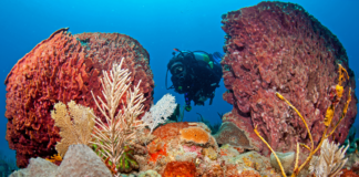 St Eustatius Tourism Targets Dutch Travellers with Travel Diaries Partnership