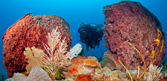 St Eustatius Tourism Targets Dutch Travellers with Travel Diaries Partnership